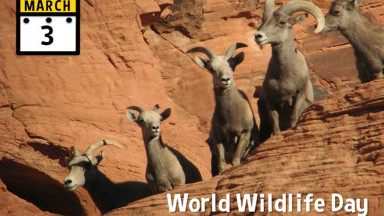 Image celebrating March 3, World Wildlife Day 